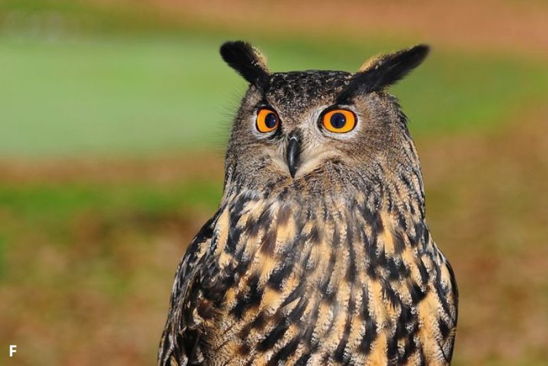 Fakta Mengejutkan Tentang Mata Burung Hantu