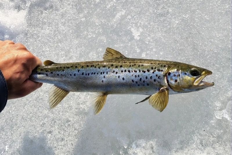 5 Fakta Unik dan Menarik Salmon Atlantik, Spesies Terbesar di Genus Salmo