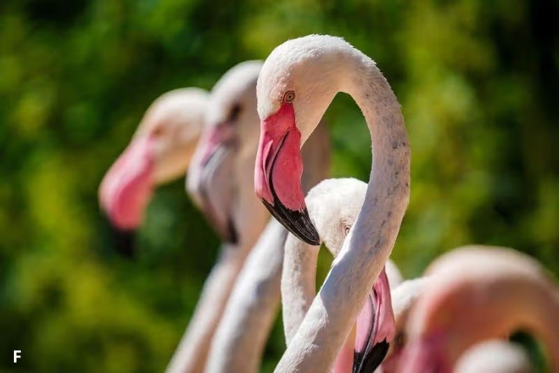 Migrasi Bisa Bikin Awet Muda? Studi Flamingo Ungkap Rahasianya