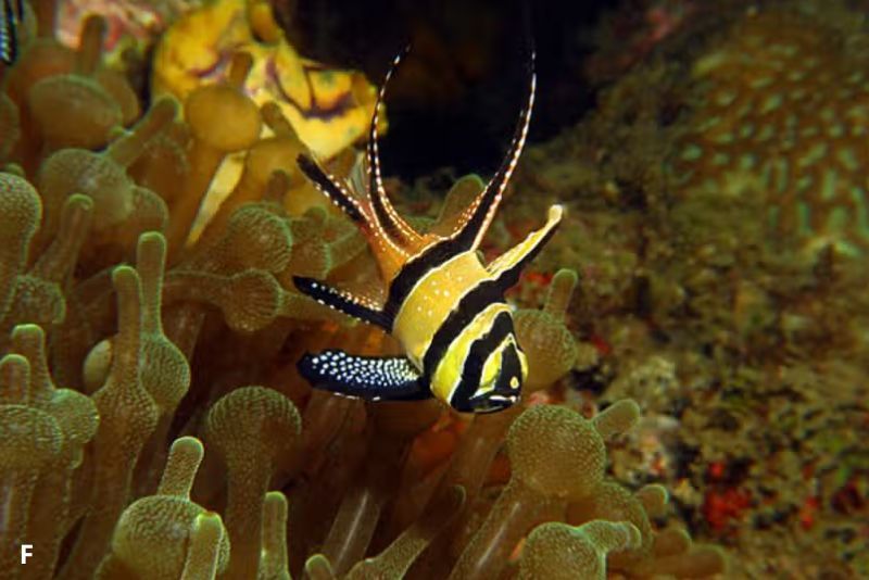 Ikan Cardinal