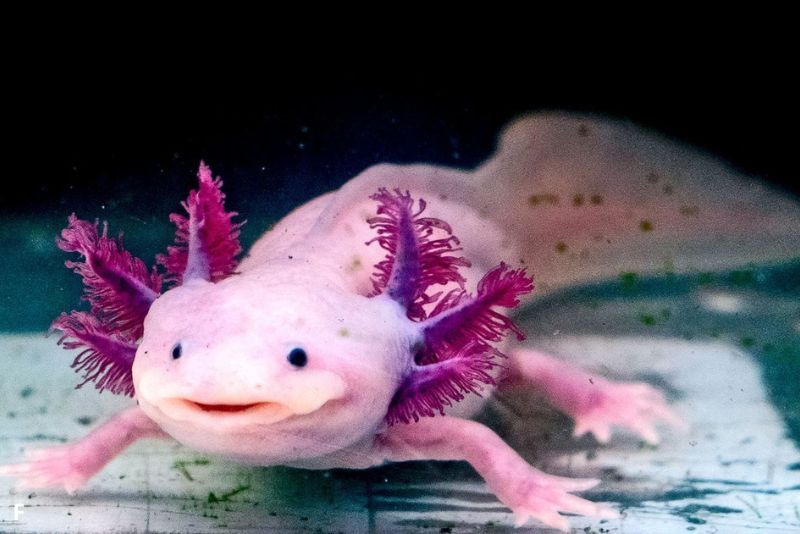 Fakta Unik Tentang Axolotl, Hewan yang Bisa Menumbuhkan Organnya