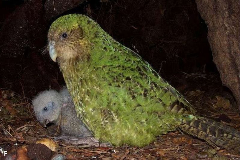 Burung Kakapo: Burung Nokturnal yang Tidak Bisa Terbang