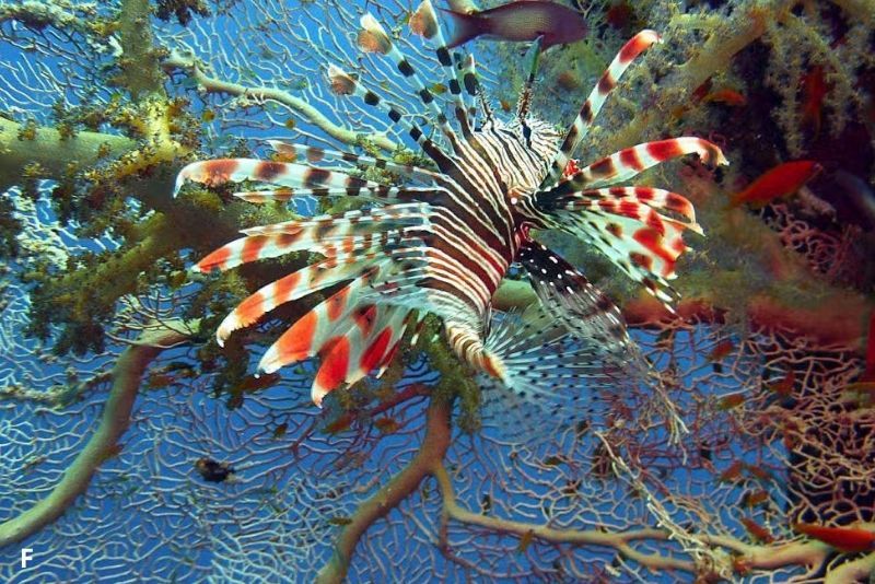 6 Hewan Laut Paling Beracun dan Mematikan, Waspadai Bahayanya!