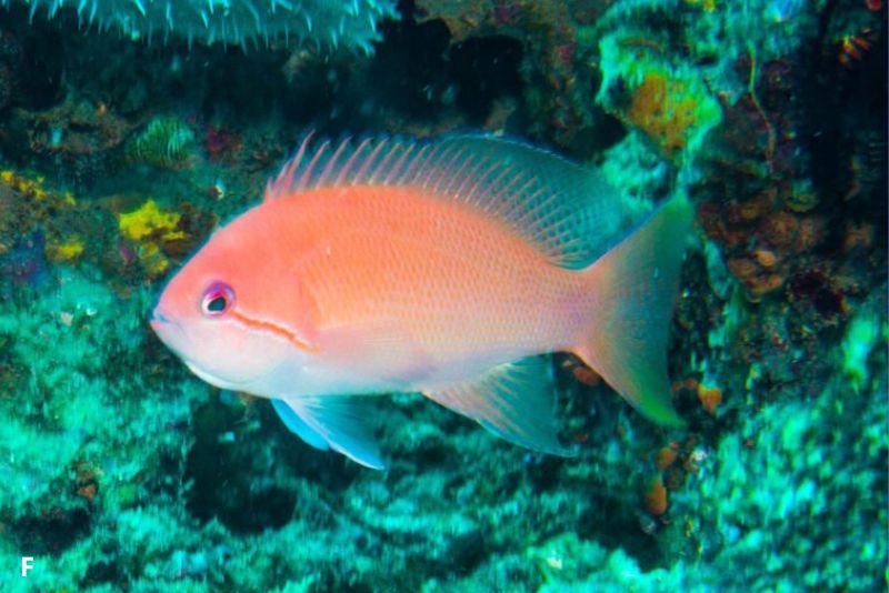 ikan anthias