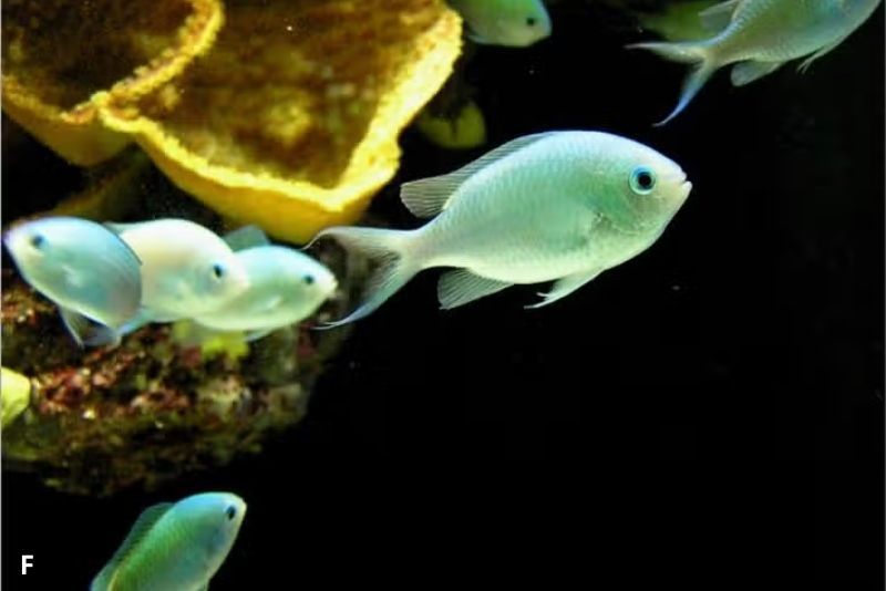 5 Fakta Menarik tentang Chromis Viridis, Si Kecil Cantik Penjaga Terumbu Karang