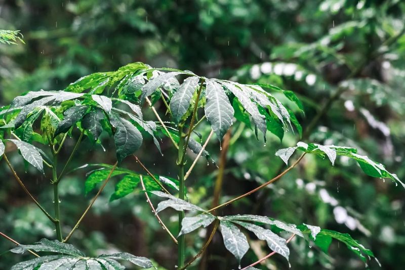Daun Singkong