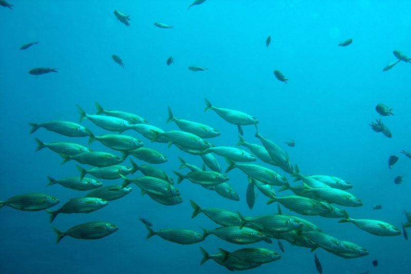 Ikan