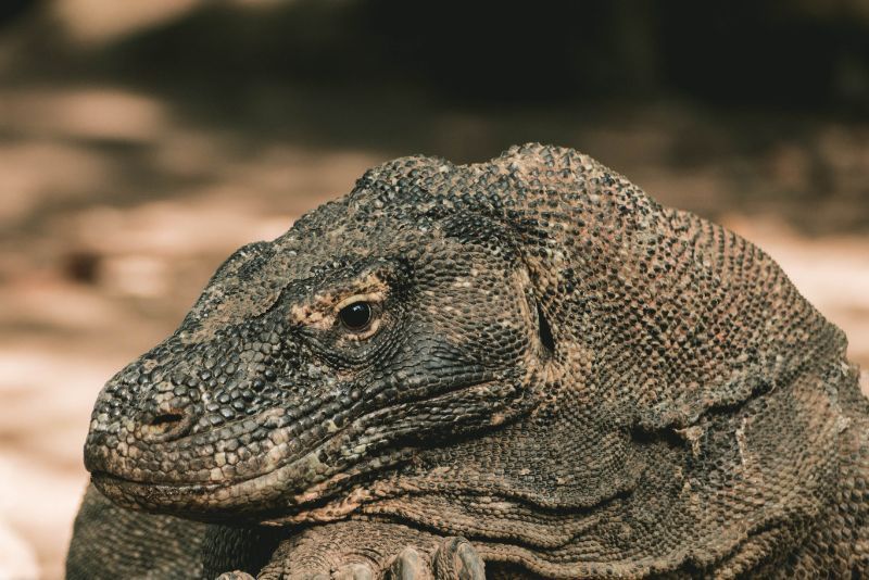 Komodo