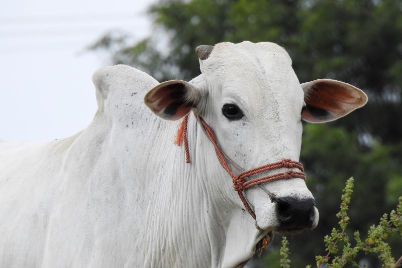 Sapi