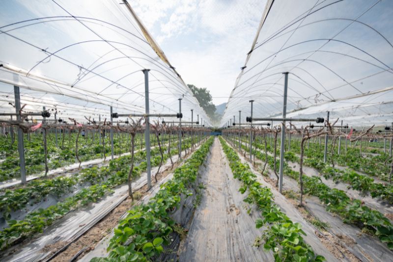 Farming
