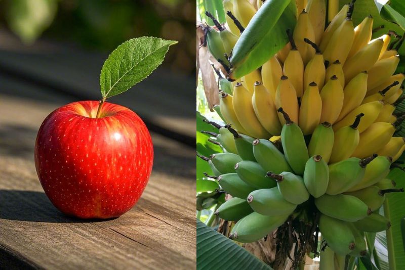 Ini Dia  8 Buah Bergizi yang Mudah Ditemukan di Indonesia! Yukk Lihat
