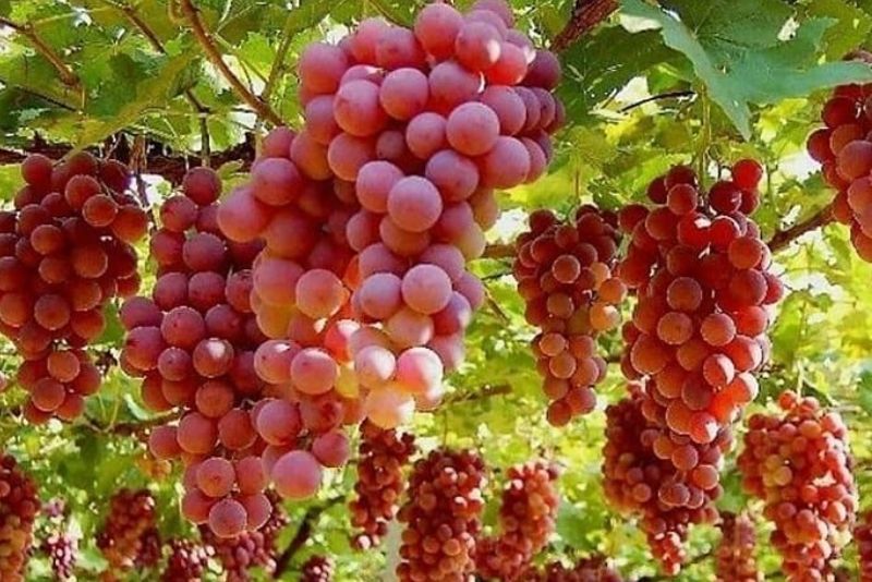 Ini Dia 8 Jenis Buah yang Sebaiknya Dihindari oleh Penderita Asam Urat! Yuk Lihat