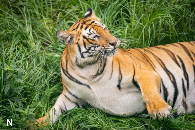 Suara Alam di Balik Jeruji: Peringatan Hari Harimau Internasional di Nepal