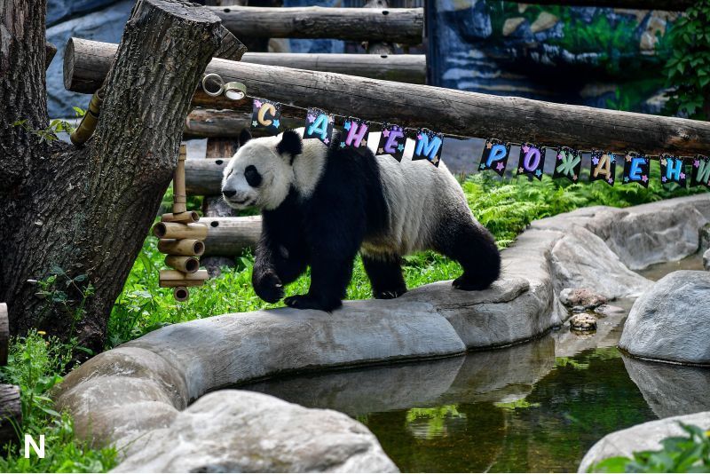Meriah dan Menggemaskan! Panda Raksasa Dingding Rayakan Ulang Tahun ke-8 di Moskow