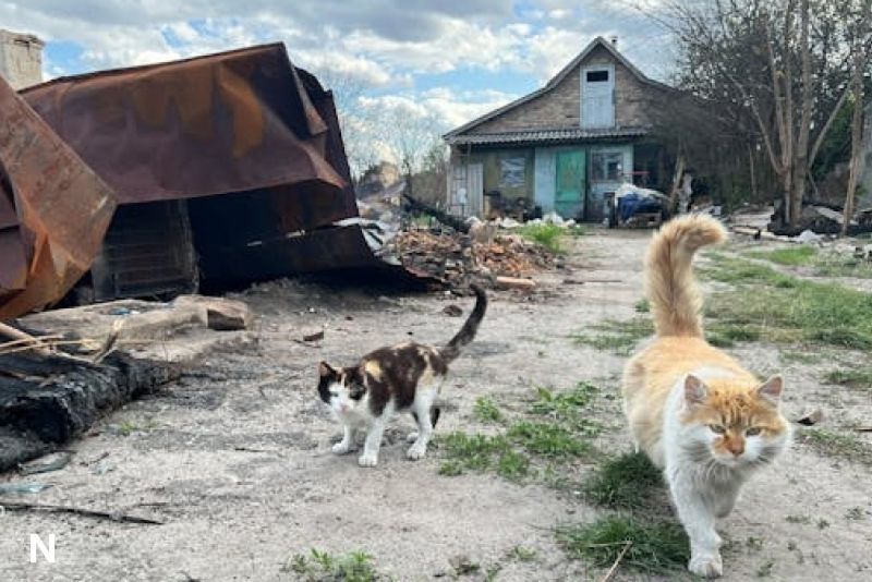 Isu Penemuan Puluhan Kepala Kucing di Sidoarjo Dipastikan Hoaks oleh Polisi