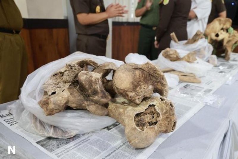 Penyerahan Tengkorak Badak Jawa ke Museum Negeri Banten: Momen Bersejarah dalam Pelestarian Satwa Liar