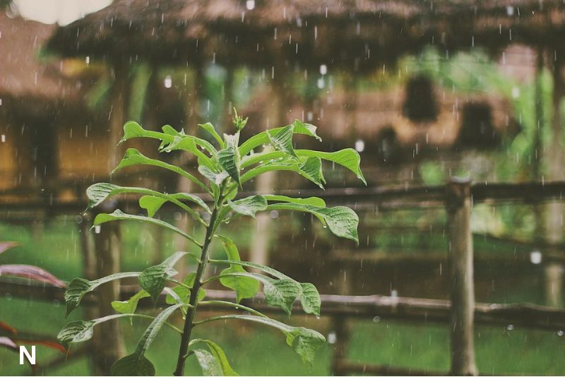 Mengapa Bau Hujan Bikin Tenang? Fakta Ilmiah di Balik Aroma Petrichor