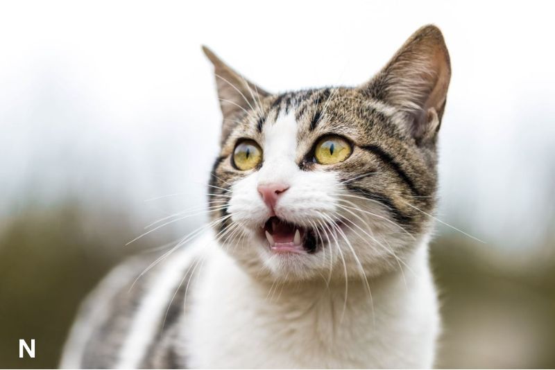 Kucing