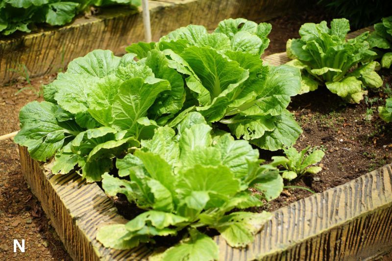 Menumbuhkan Ketenangan, Bukan Hanya Tanaman: Seni Berkebun sebagai Meditasi Modern