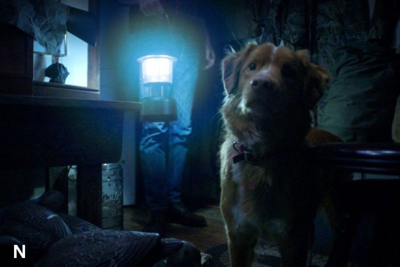 Film Horor "Good Boy" Tampilkan Perspektif Anjing dalam Melawan Teror Supranatural 🐾👻