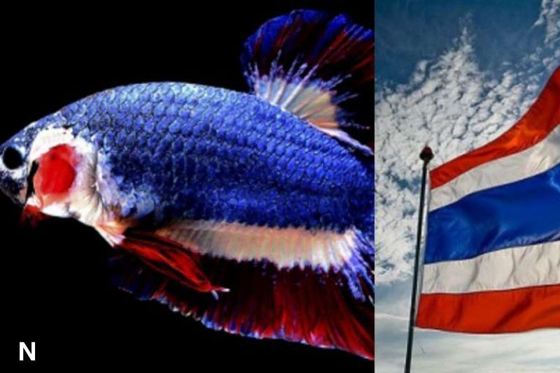 Ikan Cupang Termahal di Dunia: Kisah Si 'Bendera Thailand' yang Memecahkan Rekor