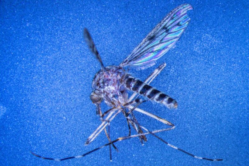 islandia_negara_bebas_nyamuk_kini_baru_saja_menemukan_nyamuk_pertamanya_di_alam_liar