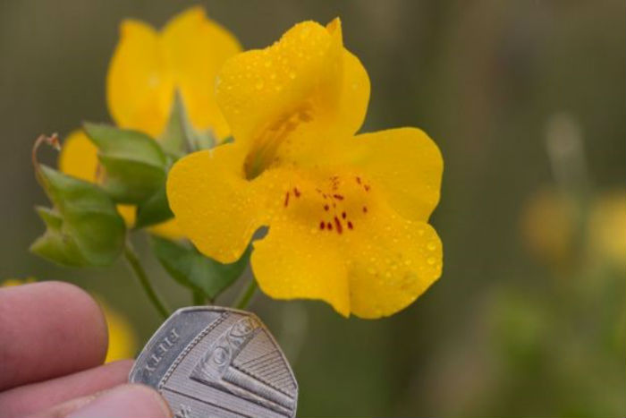 Saintis Menemukan Spesies Bunga Baru dari Skotlandia