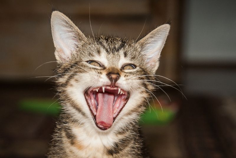Mengapa Kucing Suka Menggigit Kabel