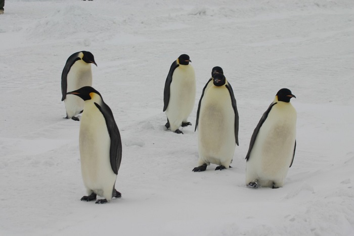 Burung penguin tidak kedinginan hidup di kutub.  Ini rahasianya?