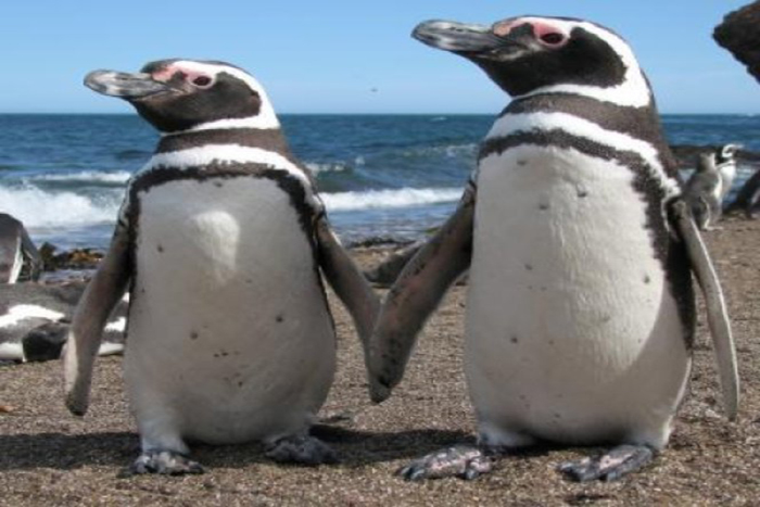 Diet dan Keberhasilan Perkembangbiakan Penguin