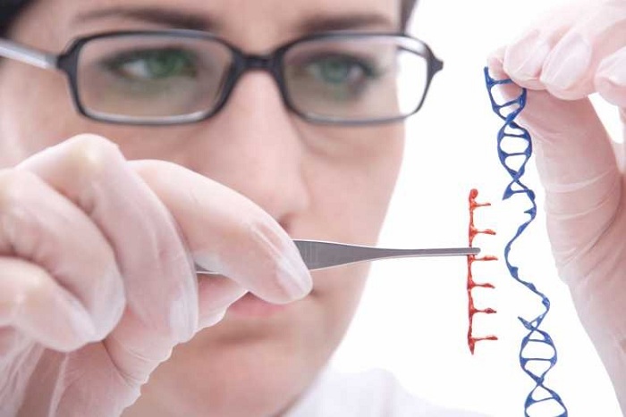 Suksesnya Pengujian Rekayasa Genetika Pada Manusia