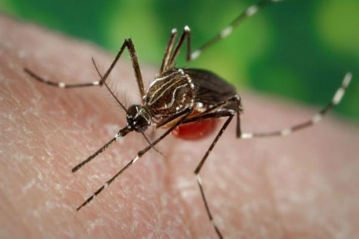 Beberapa Nyamuk California Dapat Membawa Virus Zika