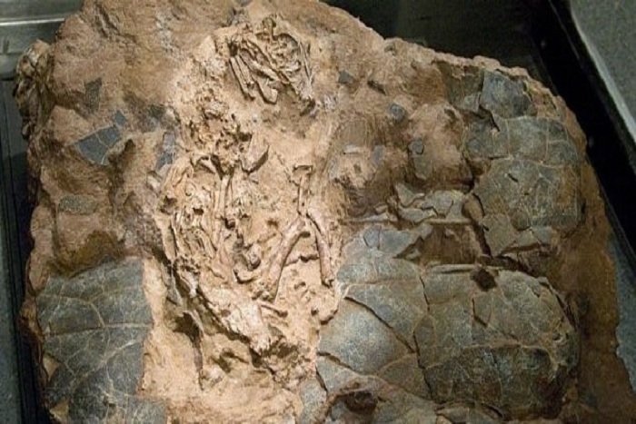 Misteri Fosil Bayi DInosaurus Terpecahkan Setelah 25 Tahun