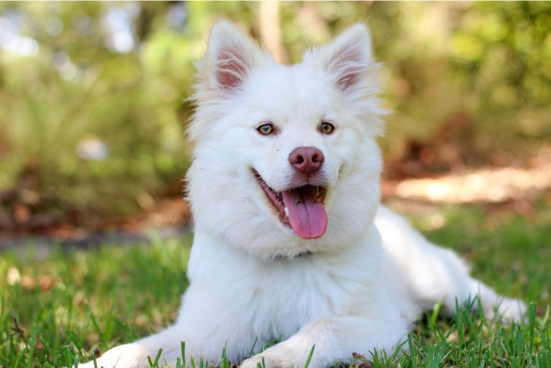 Menjadi Penolong yang Efektif, Peran Anjing dalam Operasi Penyelamatan