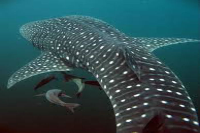 2 Whale Shark Sightings di Maryland: Apakah Ikan Kolosal ini Berbahaya?