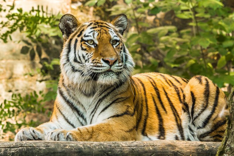 Cara Harimau Mengatasi Perubahan Iklim dan Gangguan Manusia