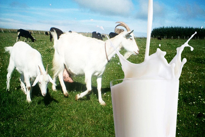 Manfaat Susu Kambing untuk Kesehatan Tubuh