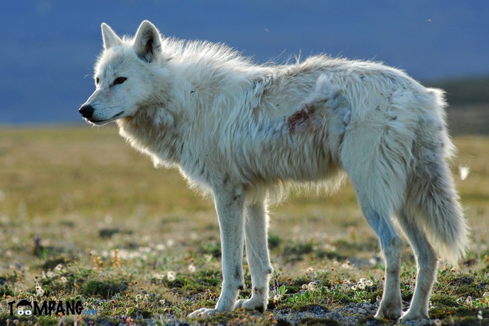 Serigala Putih Langka Ditembak Mati di Yellowstone