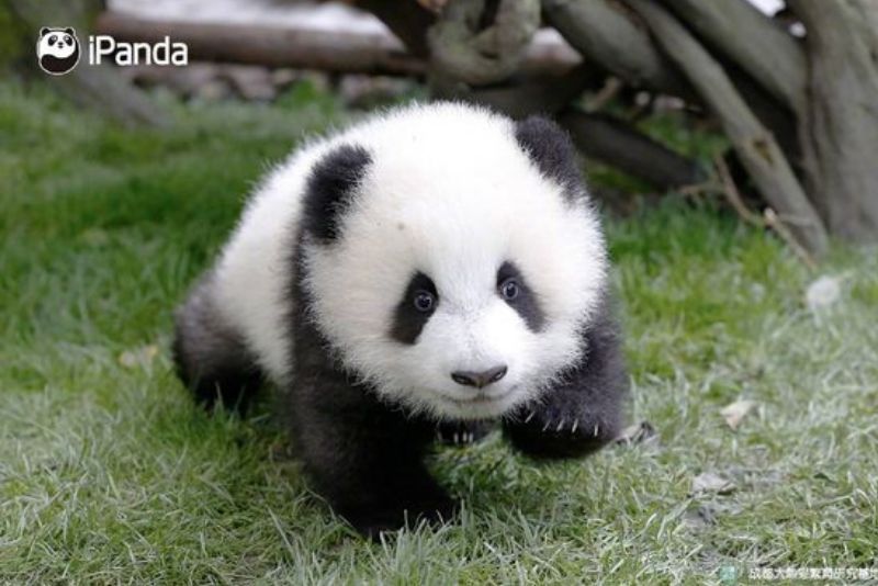 Kebun Binatang di China Mengubah Anjing Menjadi Panda
