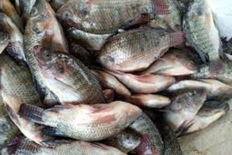 Peluang Bisnis Peternakan Ikan yang Menjanjikan