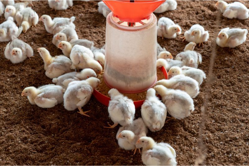 Langkah-Langkah Memulai Usaha Ternak Ayam