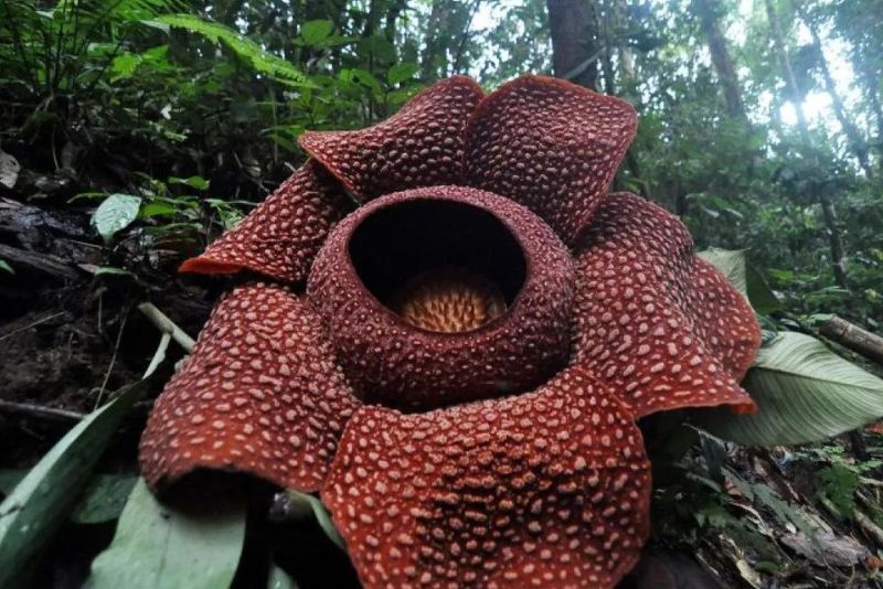 Bunga Rafflesia Arnoldii Berkelopak Enam Mekar di Bengkulu serta Dampak Terhadap Masyarakat Sekitar