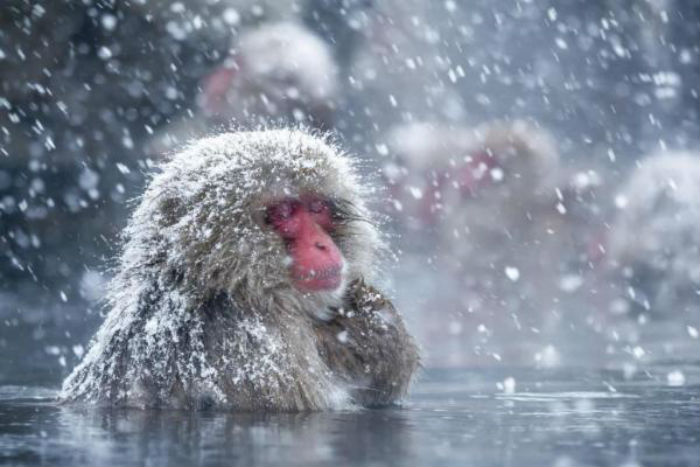 Monyet Salju Jepang Menggunakan Pemandian Air Panas untuk Menghemat Panas Tubuh, Menghilangkan Stres