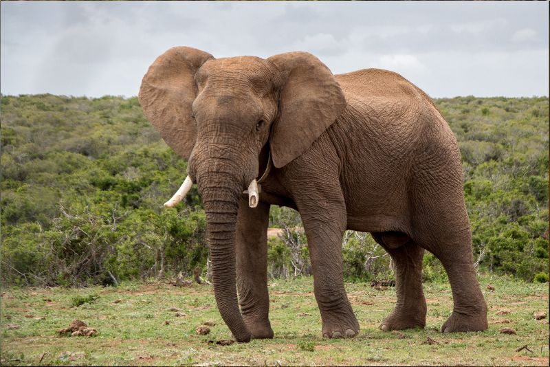 Mengenal Gajah: Keunikan, Asal Usul, dan Perlindungannya
