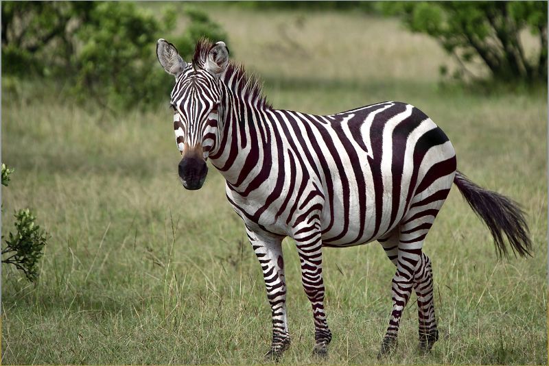 Mengenal Hewan Zebra: Asal Usul dan Keunikannya