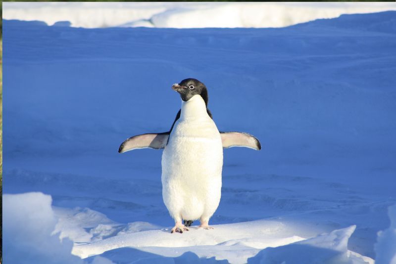 Mengenal Hewan Penguin: Asal Usul dan Keunikannya