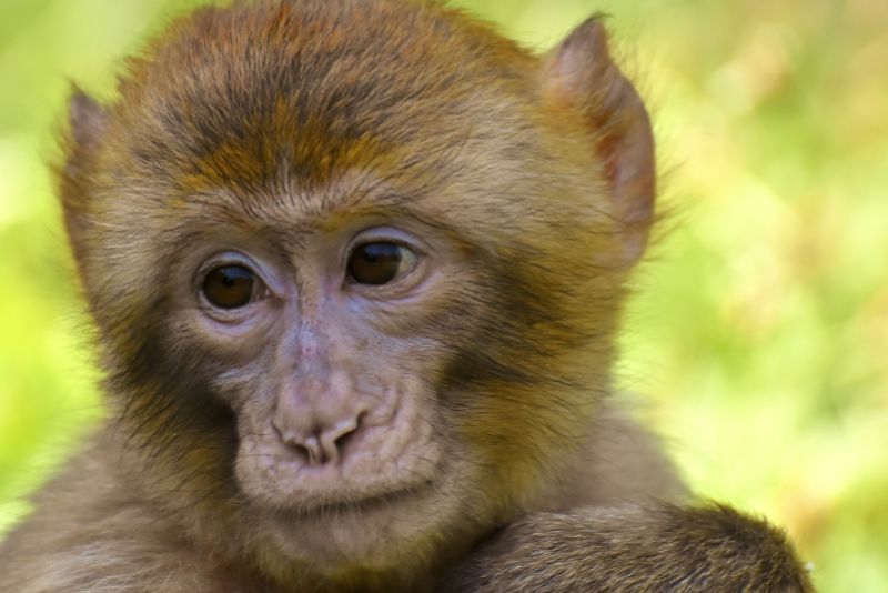 Mengenal Monyet: Asal Usul dan Keunikannya