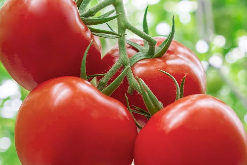 Tomat: Buah atau Sayur?