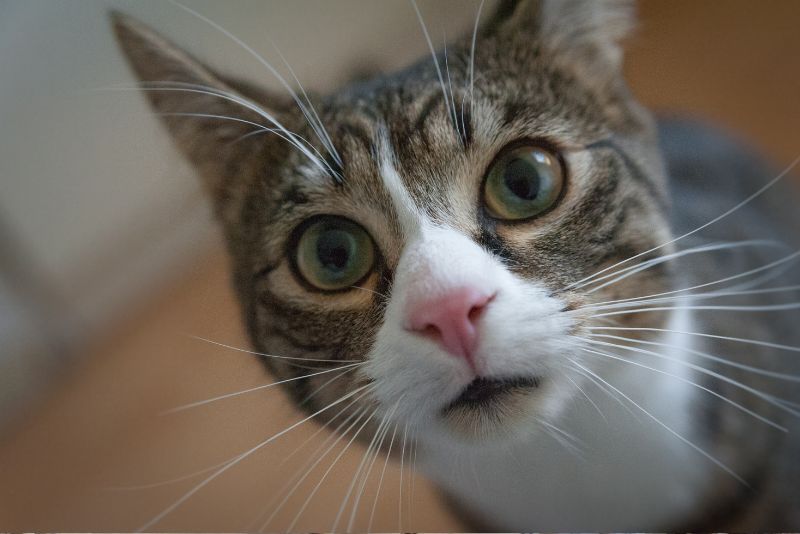 Fakta Unik tentang Kucing: Mengungkap 5 Fakta Menarik tentang Hewan Paling Menggemaskan