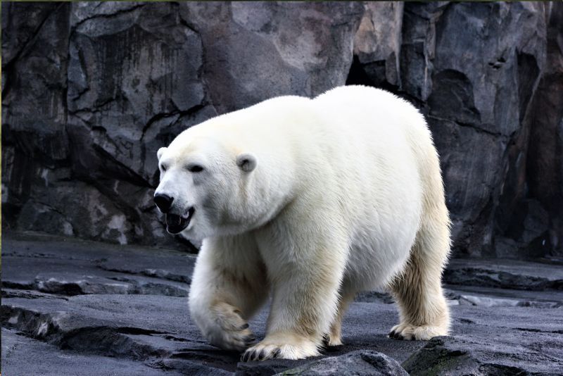 Mengenal Beruang Salju: Asal Usul dan Keunikannya